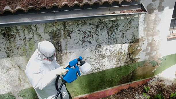 Trusted Mold Inspection service in Carlisle, MA - Cheap Mold Removal